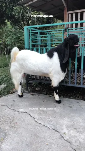 penampakan kambing pe kaligesing 750 juta 🔥  #fyp#foryoupage#viralvideo #CapCut#kambing#kambingpe #kambingetawa#kambingkontes #kambingkaligesing#pekaligesing  #wisata#borobudur#magelang  #magelang24jam#youtubegmptv  #gmptv#fyppppppppppppppppppppppp 