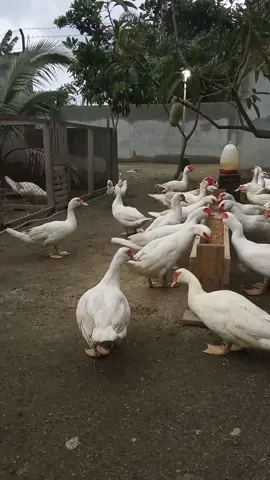 #entokjumboori #entokjumboblitar 