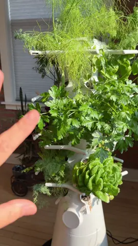 💚6 month update with my lettuce grow. I bought this on black Friday last year. Got a special deal on the seedlings for a subscription. Has been a great investment, easy to maintain, and love having fresh herbs and veggies on hand! I Live in a condo this has been amazing 😍 #lettucegrow #lettucegrownook #lettucegrowfarmstand #nookfarmstand #hydroponics #hydroponicgardening 