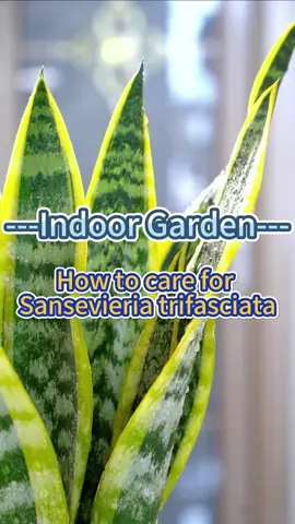 sansevieria trifasciata / Snake Plant #garden #homegarden #indoorplants #houseplants #indoorgarden #plants #snakeplant 