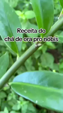 #orapronobis #emagrecer #emagrecimento #emagrecercomsaude #chá #secabarriga #secarbarriga #secabarrigarapido #perderpeso #perderbarriga 