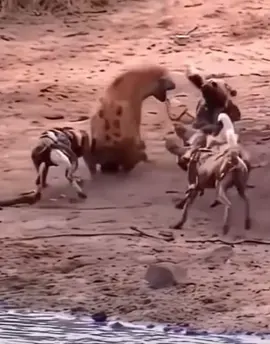 Hyena shows Pack of Wild Dog how rugged it is 😱😮 #elleafricasafaris #wildlife #safari #gamedrive #animalsoftiktok #africanwildlife #hyena #wilddogs