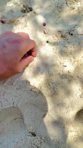 Bring the beach to your home with seashell storage 