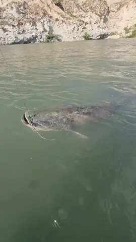 #fishing #pesca #wedkarstwo #catfish #siluro #sum #predatorfish #rivergishing #spinfishing #monsterfish #deporte #sports 