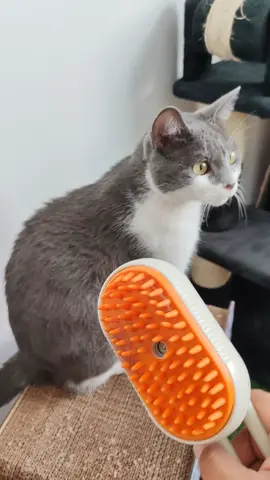 El cepillo con vapor para mascotas se convirtió en nuestro favorito del mes.  Visita nuestra tienda en línea www.lioscat.com Hacemos envíos a todo México 🇲🇽#cepilloparagato #cepilloelectrico #cepilloconvapor #cepillovaporizador #cepilloparagatos #gatos #cepillarungato #carda #cepillo
