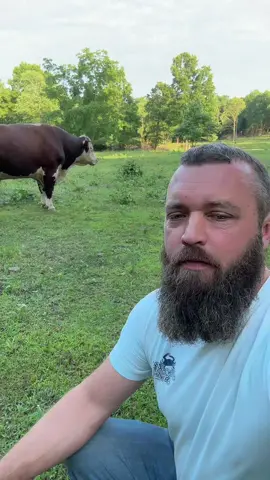 #rufusthebull #bull #cow #horses #arkansas 