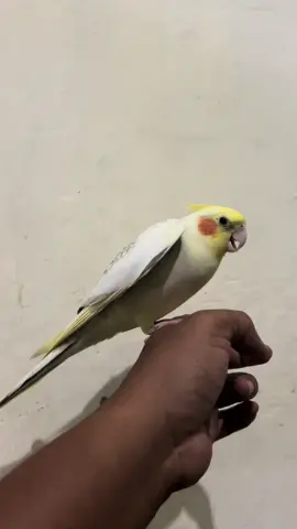‘Kuki’ the cockatiel❗️ #viralvideo #falk #parkit #parkitaustralia #cockatiel #fyp 