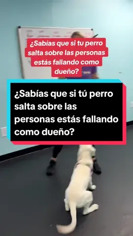 ¿Tu perro salta sobre las personas? Te explico las causas de éste comportamiento y te revelo una estrategia para poder corregirlo 🐶🐾 #adiestramientocanino #educacioncanina #perrosobedientes #adiestramiento #entrenadordeperros #entrenamientocanino #adiestramientoenpositivo #doglover #mexico #usa 