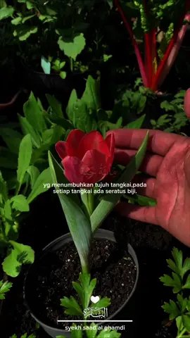 📕murottal qur'an 📖al-baqarah : 261 🎙syekh saad al ghamdi