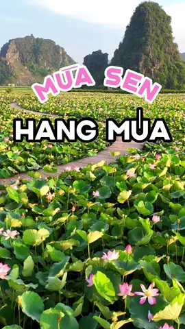 Mùa sen đẹp nhất trong năm đã về trên Hang Múa - Ninh Bình 🪷 #hangmua #ninhbinh #dulichVietNam #insleedidau #TikTokCommunityVN #TuHaoDaSac 