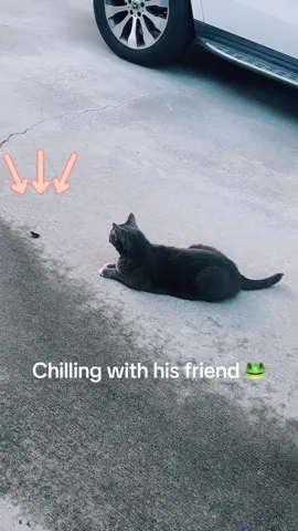 #cattok