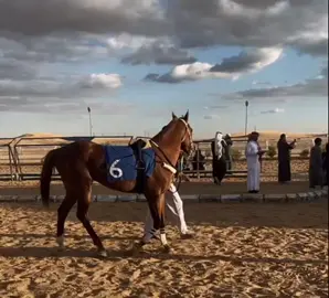 #اكسبلور #سكاكا #الجوف #خيل_وخياله🐎 #سباقات_الخيل #ميدان_الملك_عبدالعزيز_للفروسية #فروسيه_خيل #ميدان_الملك_خالد_للفروسية 