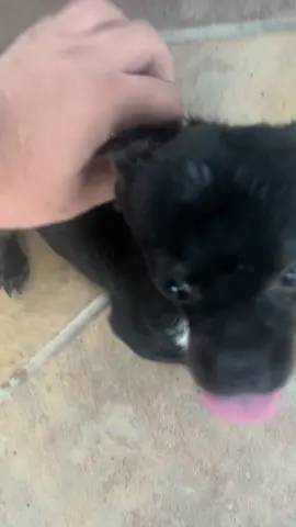 Messmer has been whooping me bro i CANT get past him  #eldenring #shadowoftheerdtree #fy 