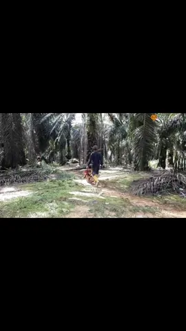 Kebun sawit dulu hingga sekarang tidak pernah berubah, tetapi budaya dan gaya kepemimpinan harus berubah. berubah itu beresiko, tidak berubah lebih beresiko #sawitriau #sawitkalimantan #mandor #planter #sawitbalap #sawitontiktok #buahsawit #asistenkebunsawit #manager #pemanensawit #kepemimpinan #leader 
