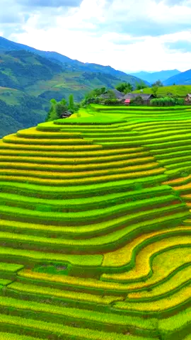 Vẻ đẹp ruộng bậc thang Mù Cang Chải mùa lúa  #amazingvietnam #mucangchai #yenbai #xuhuong