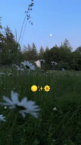 Running around in a field of flowers, under the moon with my sister and dogs HEALED me. I need to do it again ASAP 🖤🖤 #summernights #meadow #girlthings #oldhouse #naturetherapy #sistertime #romanticizeyourlife #moonlight #summersolstice 