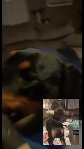 #creatorsearchinsights 🐾 Keep your pup entertained for hours! 🎾 Whether big or small, our squeaky dog toy is perfect for fetch fun! 🐶✨ #DogToys #FetchFun #PetLovers #squeakytoy #DogToy #HappyDog #Doberman #CocoChanel 