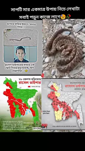 পরিস্থিতি এমন এক পর্যায়ে পৌঁছেছে রাসেল'স ভাইপার সাপ মেরে ফেরার প্রচারণাও চালানো হচ্ছে ফেসবুকে। এমন অবস্থায় ফরিদপুরের একজন রাজনীতিবিদ প্রকাশ্যে ঘোষণা দিয়েছেন যে রাসেল'স ভাইপার সাপ মারতে পারলে প্রতিটির জন্য ৫০ হাজার টাকা পুরস্কার দেয়া হবে। অনেকে বলছেন, রাসেল'স ভাইপার খুব দ্রুত বংশ বিস্তার করে। ফলে সহসা বাংলাদেশের গ্রামাঞ্চলে এই সাপের আধিক্য মানুষের জন্য হুমকি তৈরি করবে। প্রশ্ন হ্ছে, রাসেল’স ভাইপার নিয়ে যে মাত্রায় উদ্বেগ প্রকাশ করা হচ্ছে তা কতটা যৌক্তিক? সাপ গবেষক ও বিশেষজ্ঞরা বলছেন এ প্রজাতির সাপ কামড়ালে তারও চিকিৎসা আছে এবং সময়মত চিকিৎসা নিতে পারলে মৃত্যু ঝুঁকি কমে আসে। বেসরকারি সংস্থা ডিপ ইকোলজি অ্যান্ড স্নেক কনজারভেশন ফাউন্ডেশন বলছে রাসেল’স ভাইপার মোটেও দেশের সবচেয়ে বিষধর কিংবা প্রাণঘাতী সাপ নয়। বরং দেশে প্রতি বছর সাপের কামড়ে যত লোক মারা যায় তার অর্ধেকই মারা যায় পাতি কেউটে সাপের কামড়ে। তবে সময়মত চিকিৎসা না নিলে রাসেল’স ভাইপারের কামড়েও মৃত্যু হতে পারে। আর স্বাস্থ্যমন্ত্রী সামন্ত লাল সেন বিবিসি বাংলাকে বলেছেন দেশে পর্যাপ্ত পরিমাণ বিষ প্রতিষেধক বা অ্যান্টিভেনম (সাপ কামড়ালে রোগীর শরীরে প্রয়োগ করা হয়) আছে এবং সব জায়গায় হাসপাতালগুলোতে অ্যান্টিভেনম রাখার নির্দেশ দিয়েছেন তিনি। বিষের বিরুদ্ধে কার্যকর বা বিষ নিষ্ক্রিয় করতে পারে এমন উপাদানকে অ্যান্টিভেনম বলা হয় । দ্রুত অ্যান্টিভেনম ইনজেকশন দিলে, অ্যান্টিভেনমের অ্যান্টিবডিগুলি বিষকে নিষ্ক্রিয় করে দেয়। এর ফলে আক্রান্ত ব্যক্তির জীবন বা অঙ্গ-প্রত্যঙ্গ বেঁচে যায় । প্রসঙ্গত, বাংলাদেশে সাম্প্রতিক সময়ে কয়েকটি জেলা রাসেল’স ভাইপারের কামড়ে কয়েকজনের মৃত্যুর ঘটনা ঘটেছে। ঢাকার কাছেই মানিকগঞ্জের কিছু এলাকায় গত তিন মাসে বিষধর রাসেলস ভাইপার সাপের কামড়ে অন্তত পাঁচজন মারা গেছে বলে সরকারি কর্মকর্তারা জানিয়েছেন। এরপর ভোলাসহ আরও কয়েকটি জেলায় এ ধরণের সাপ ধরে মারার খবর এসেছে। বাংলাদেশের স্বাস্থ্য অধিদফতরের হিসেবে ২০২৩ সালে চার লাখ সাপের কামড়ের ঘটনা ঘটেছে। এর মধ্যে সাড়ে সাত হাজার মানুষ মারা গেছে যাদের বেশিরভাগই কোবরা ও কেউটে প্রজাতি সাপের কামড়ের শিকার হয়েছেন। তবে রাসেল’স ভাইপারের কামড়ে ঠিক কতো জন মারা গেছে তার সুনির্দিষ্ট হিসেব পাওয়া যায়নি। #foryou #foryoupage #vairal #vairalvideo #tiktok #trending #সবাই_কপিলিংক_করো_প্লিজ #ফরইউতে_দেখতে_চাই #bdtiktokofficial #unfrezzmyaccount #mdsujonhassoin197 @For You @TikTok @For You House ⍟ @TikTok Bangladesh #সাপ 