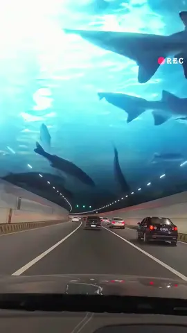 #fyp #interesting #amazing #viral #documentary #tunnel #world #trending #tiktok 