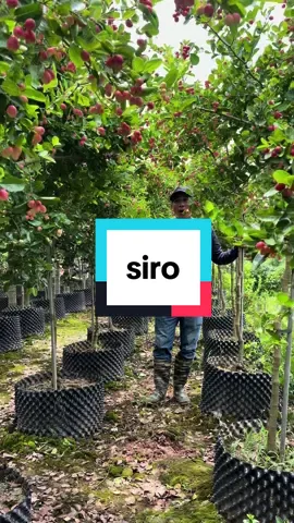 cây siro vừa đẹp lại có quả để dùng #nhavuonduongtai #xuhuong #LearnOnTikTok #siro  