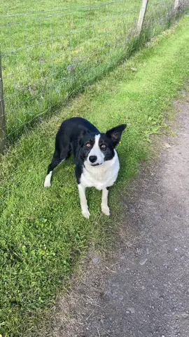 Just another extremely happy doggo on her way to work #fyp #foryou #dog #bordercollie #dogsoftiktok #happy 