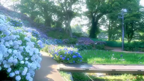 花开无尽夏 , 雨落有天。✨ #niemchn_26 #phongcanh #trungquoc #china #foryoupage #viral #tiktok #xuhuong #foryou #chill #canhdep 