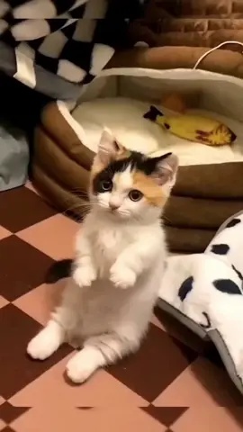 Cute kitten 😸 😍 💖 