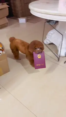 拿房產證換雞腿😀😀😀#毛孩子 #可愛 #超聰明的毛孩子 