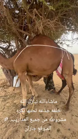 #ابها_عسير_الجنوب_السوده  #القوز_حلي_القنفذة  #ساحليات  #الوجه  #الوسقه_غميقة_الشاقة_الليث  #مكه_جده_السعوديه  #الدواسر  #لايك_متابعه_اكسبلور 