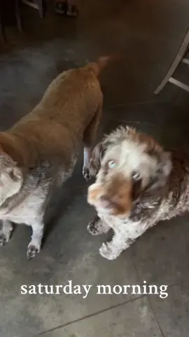 This morning, I learned how to awkwardly do a voiceover. Happy Saturday! 🤣 #momtoker #momtok #millennialmom #saturday #dogs #energydrink #roadto500 #roadto1ksubscribers 