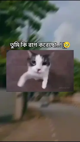তুমি কি রাগ করেছো এই নেও Ummmmaah#viral #video #mdzihad3407 #foryou #fypシ゚viral #trending #tiktok #frypg 