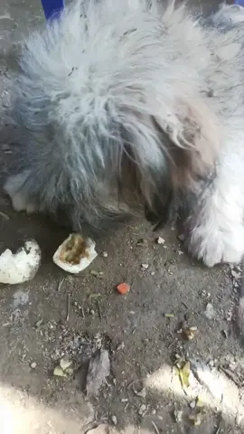 poor dog 🥺🥺🥺 #pet #trending #fyp #xuhuong #PetsOfTikTok #dog #dogsoftiktok 