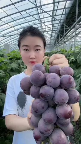 Big, fresh and delicious grapes in the garden🤤#TIKTOKFOOD #ASMR #VIRAL #MUKBANG 