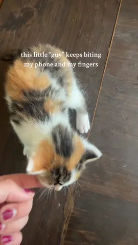 my brother blew something up in the microwave prior to this 😭🙏🏼 (she was eating a peice of pancake 💔) #catsoftiktok #kitten #kitty #babycat #farmcats #farmkittens #funny 