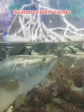 Suaranya bikin candu #barramundi #kakapputih #fyp #ikankakap #barramundifish #aquarium #trending #beranda #History #reels #short #story 