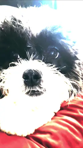 #Freddie knows he’s a #rockstar #saturday #genx #dog #shichon #shihtzu #bichon #teddybear 