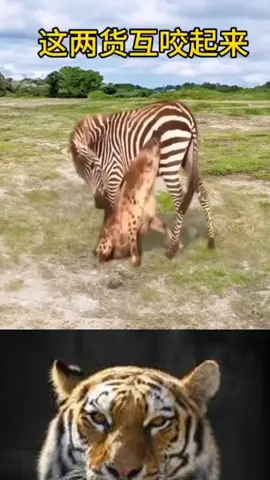 #animal #fight #zoo #japan #Korean #foryoupage #usa🇺🇸 #Europe 