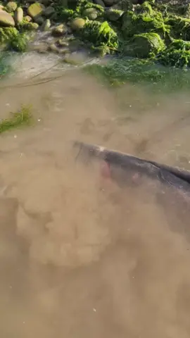 #fishing #pesca #wedkarstwo #catfish #siluro #sum #monsterfish #predatorfish #rivergishing #spinfishing #monsterfish #sports #deporte 