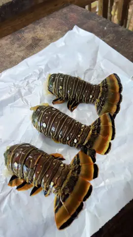 Crazy lobster roll #fyp #catchcleanandcook #beardedfisherman #fishing #fish 