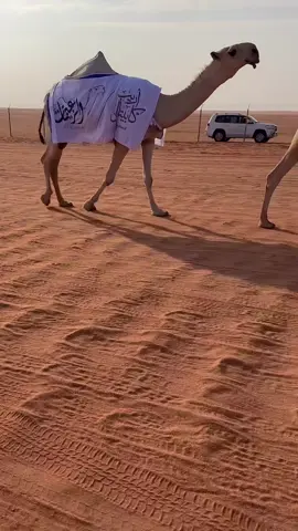 الحب كله والغلا لك🤍. #زعيمة_الشقح  فردية الشقح القادمه🏆.#اجتياح_الشقح #اكسبلور #اكسبلور_تيك_توك #اكسبلورر #الزعيمات_الشقح #زعيمات_الشقح #ترند #نخبة_الشقح #موسى_عبدالعزيز_الموسى 