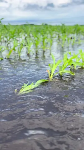 “Rain makes Grain” #farmtok #farmlife #monsoon 