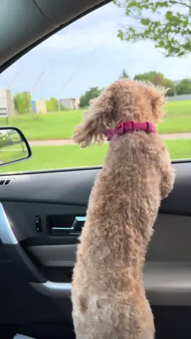 In a daring move, our adventurous dog jumped out of the car window while we were driving! Thankfully, she landed safely and is perfectly fine. She sure knows how to keep us on our toes! #DaredevilDog #AdventurousPup #PetAdventures #FearlessFido #CrazyCanine #DogLife