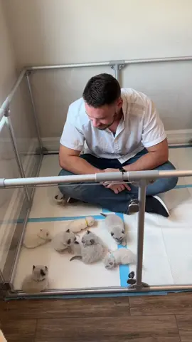 Announcing the names of the L litter 