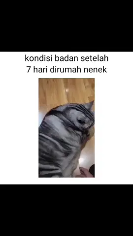 auto gemuk  • • • SC:Ig:meongstory #kucing #meme #cat #lucu#cute 