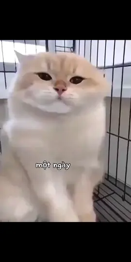 Bíc chưa? #xuhuong #trendingvideo #vuichutchut #trending #fyp #cat #catmusic 