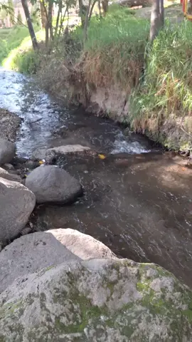 Manantiales , San Jerónimo Amanalco #manantiales #ríos #agua #verde #naturaleza #piedras #texcoco 