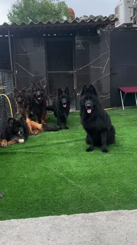 اخصامي جايين في فيلم درامي 😉🦅🔥 من فضلك قل ماشاء الله 💖🧿  #طرابلس #جيرمن_شيبرد #الكويت #الامارات_السعوديه_الكويت_البحرين_عمان #كلاب_شرسة #كلاب #الصين #ghandykeneel #dogs #Dog #Dog #السعوديه🇸🇦 #ليبيا🇱🇾 #مصر #قطر #الامارات_العربية_المتحده🇦🇪 #usa #المانيا🇩🇪 