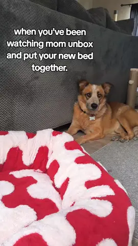 Bentley's honest review 
