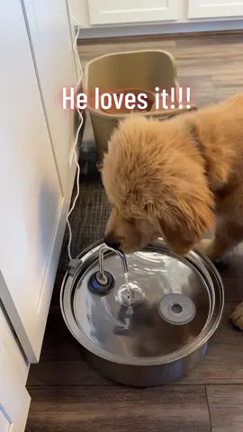 So far we love it!! Especially because the water is so hard in vegas, it filters out all of the dirt! Plus stainless steel is good for dogs to drink from because they are bacteria resistent! 