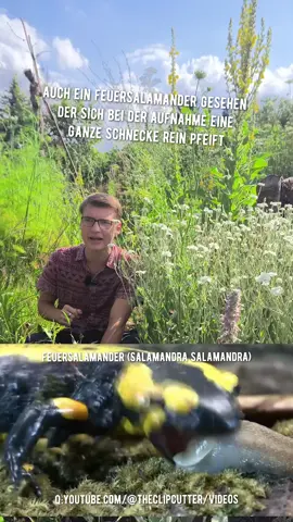 Spanische Wegschnecke (Arion vulgaris) Ich sehe immer wieder quer durch Social Media sehr viele Fake News über die 